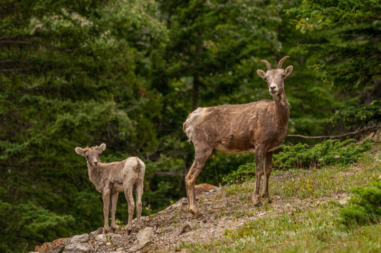 149 Canada, Banff NP, dikhoornschapen.jpg